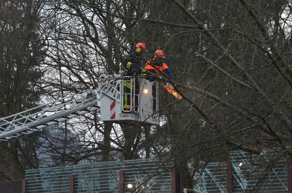 Einsatz BF Baum Koeln Vingst Vingster Ring P21.JPG - Miklos Laubert